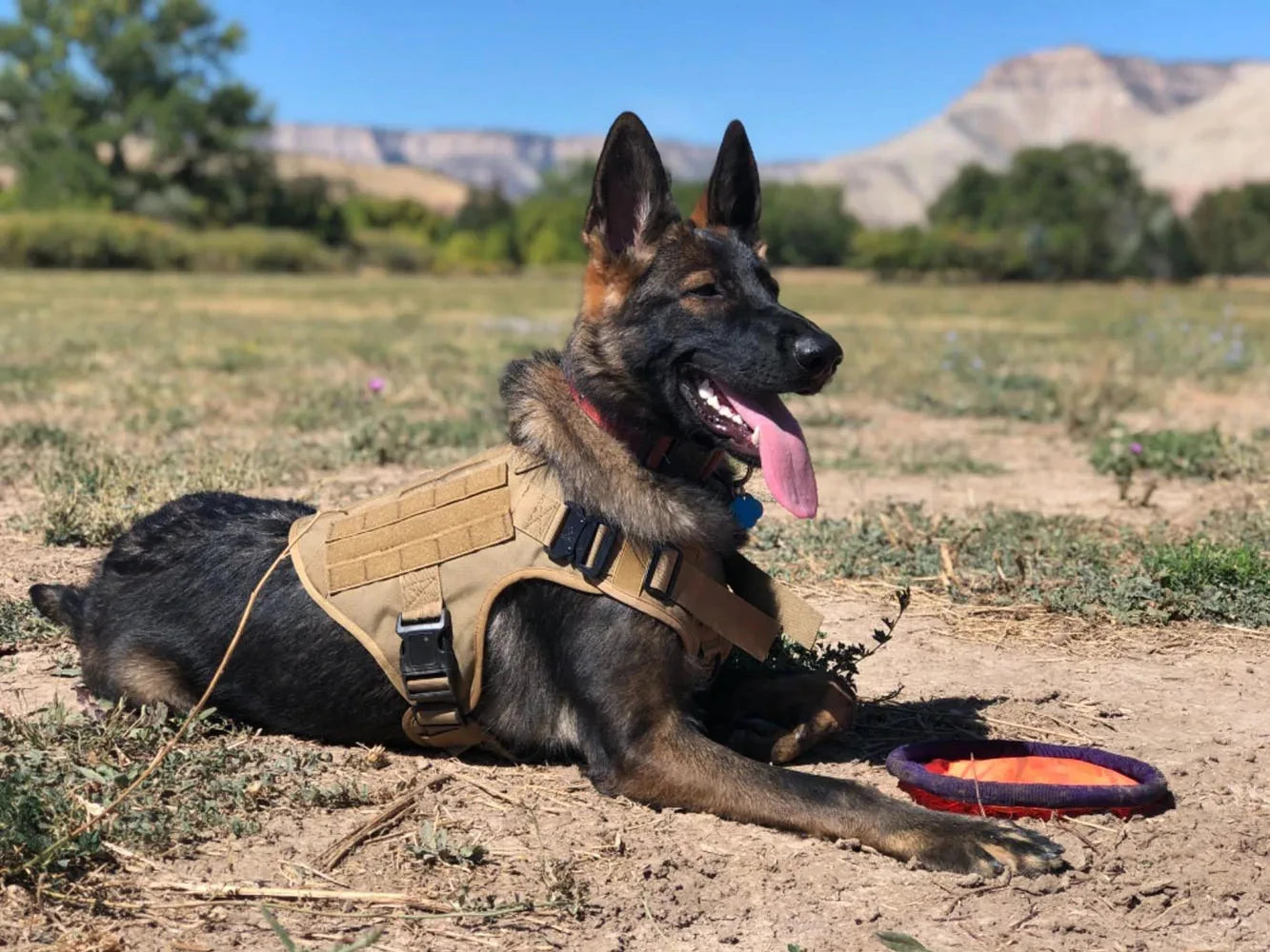 Dog Harness Collar, Vest